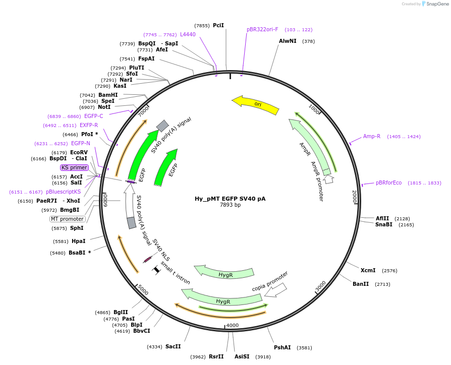 69911-plasmid-map-sequence-id-124091