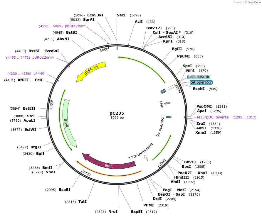 65952-plasmid-map-sequence-id-124112