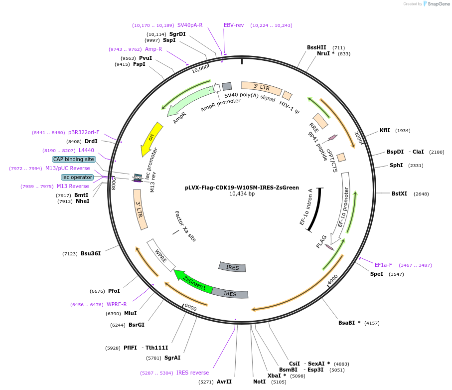 68859-plasmid-map-sequence-id-124208