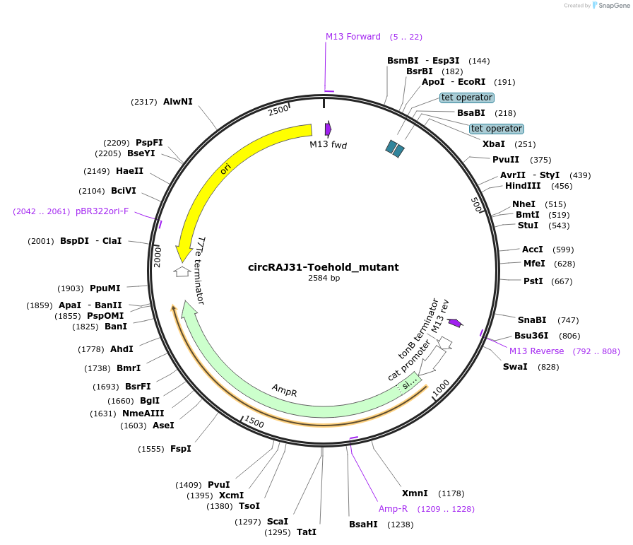 69930-plasmid-map-sequence-id-124217
