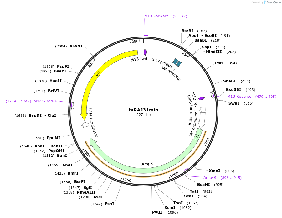 69934-plasmid-map-sequence-id-124219