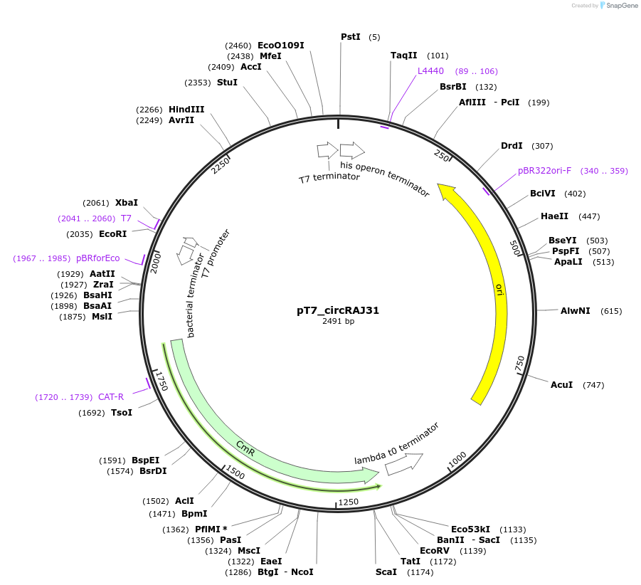 69931-plasmid-map-sequence-id-124221