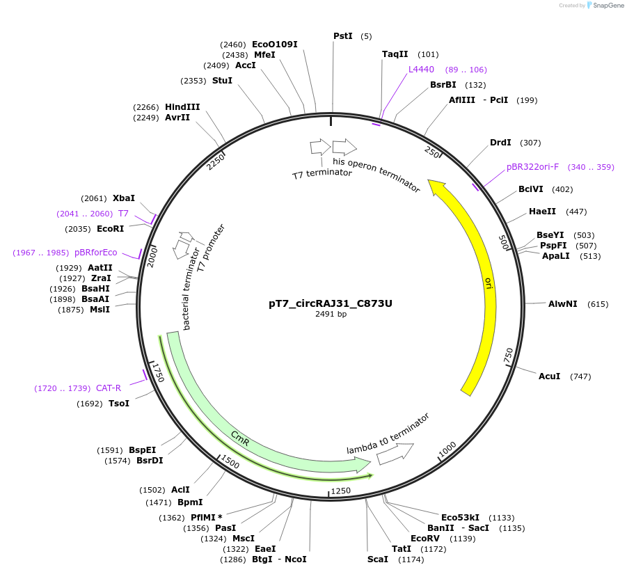 69932-plasmid-map-sequence-id-124224