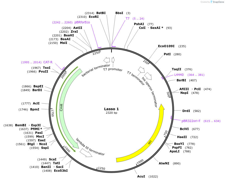 69935-plasmid-map-sequence-id-124226