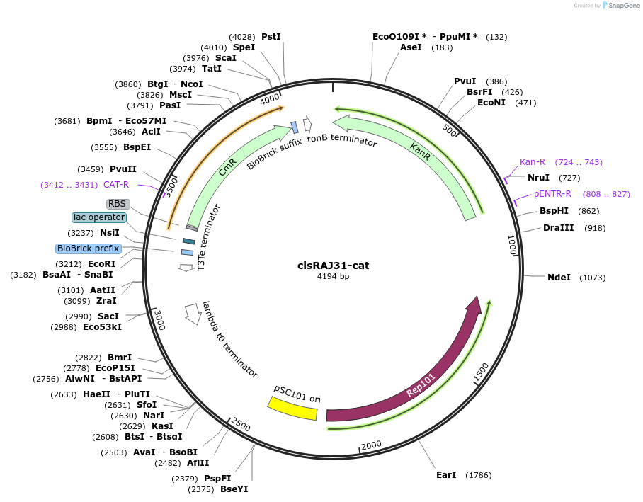 69933-plasmid-map-sequence-id-124229