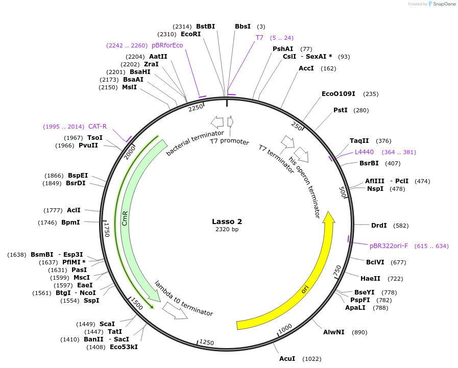 69936-plasmid-map-sequence-id-124239