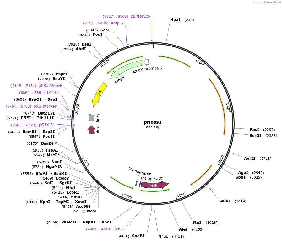 63158-plasmid-map-sequence-id-124260