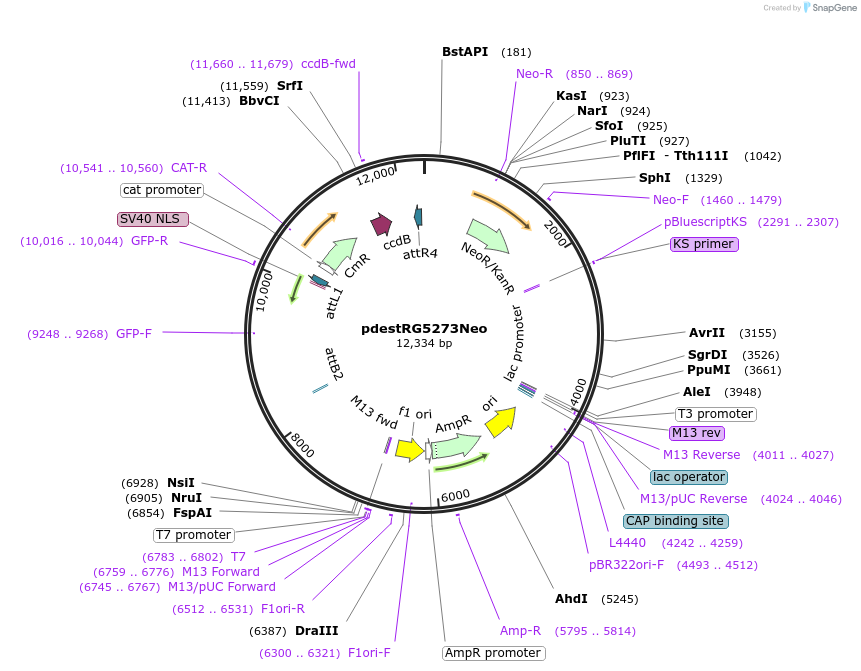 26390-plasmid-map-sequence-id-12438