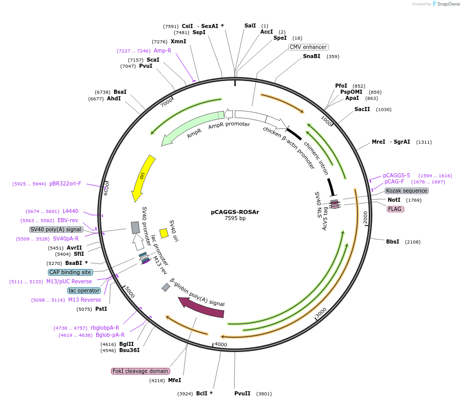 54324-plasmid-map-sequence-id-124429