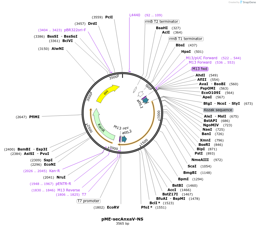 67718-plasmid-map-sequence-id-124443
