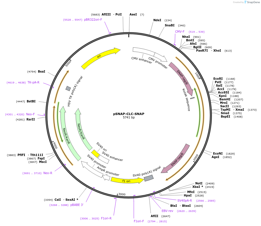 38012-plasmid-map-sequence-id-124444