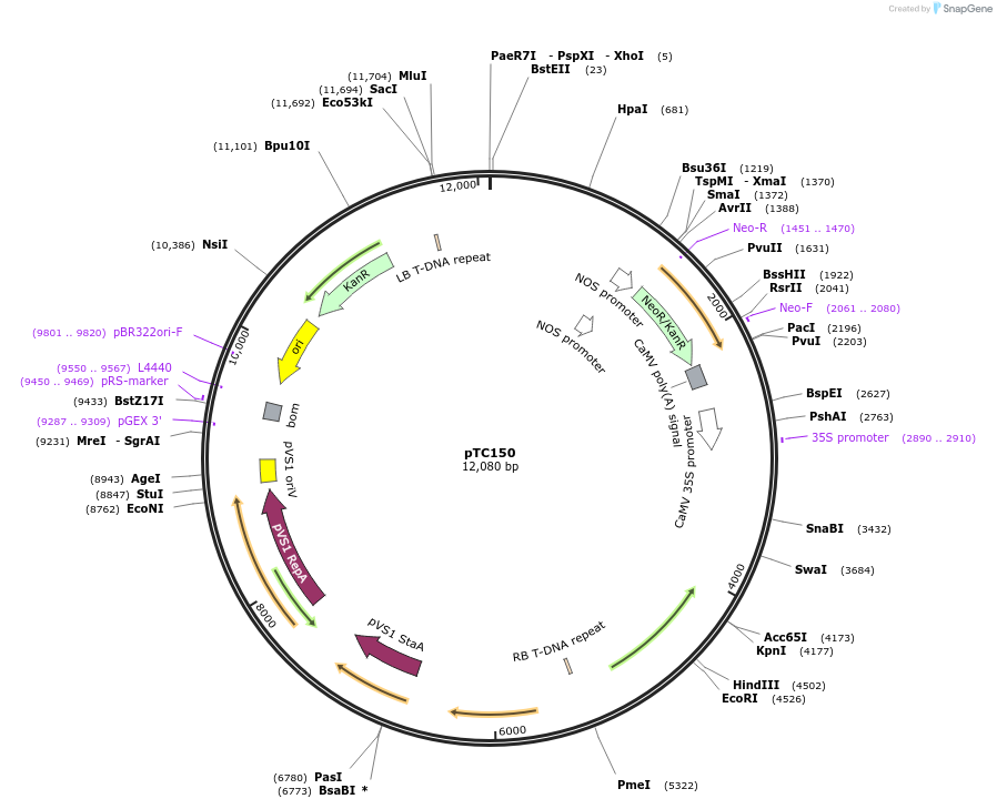 70014-plasmid-map-sequence-id-124550
