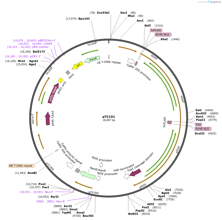 70015-plasmid-map-sequence-id-124553