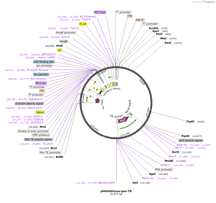26423-plasmid-map-sequence-id-12469