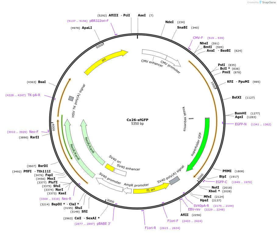 69026-plasmid-map-sequence-id-124714