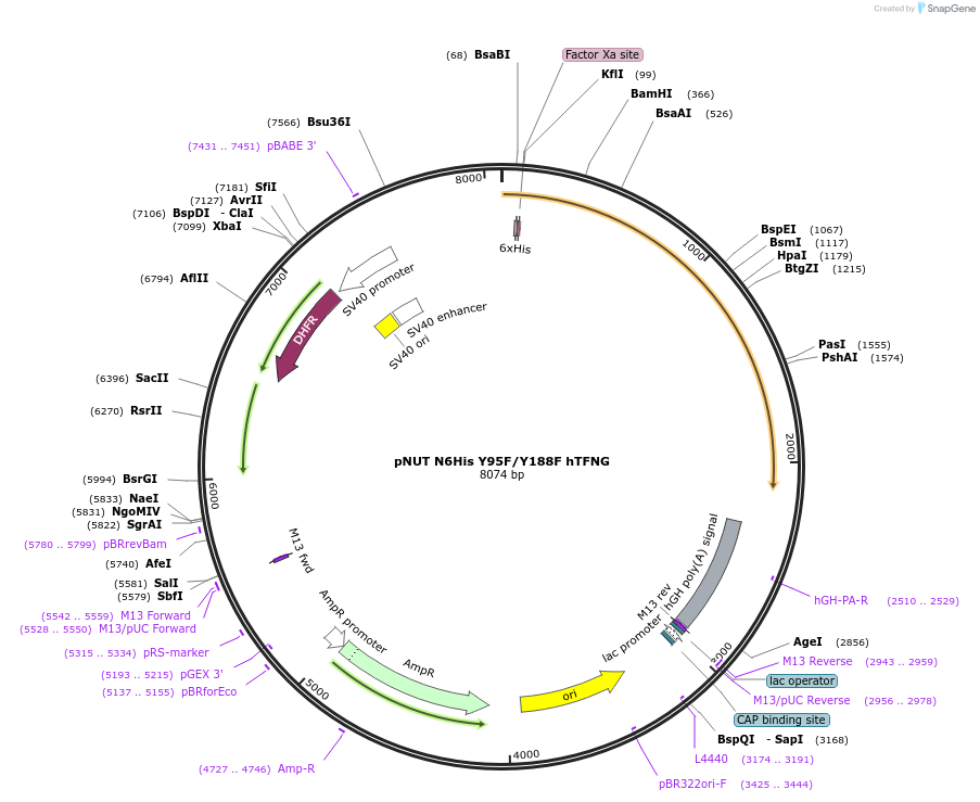 69601-plasmid-map-sequence-id-124729
