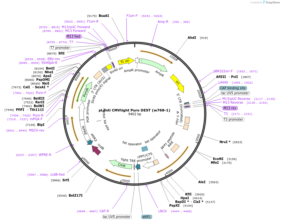 26430-plasmid-map-sequence-id-12473