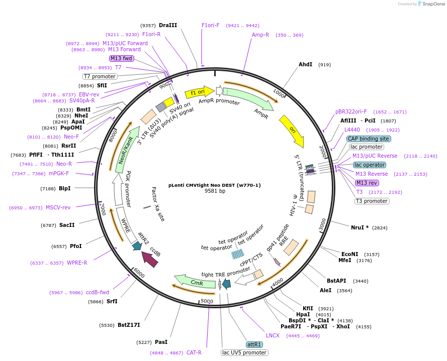 26432-plasmid-map-sequence-id-12475