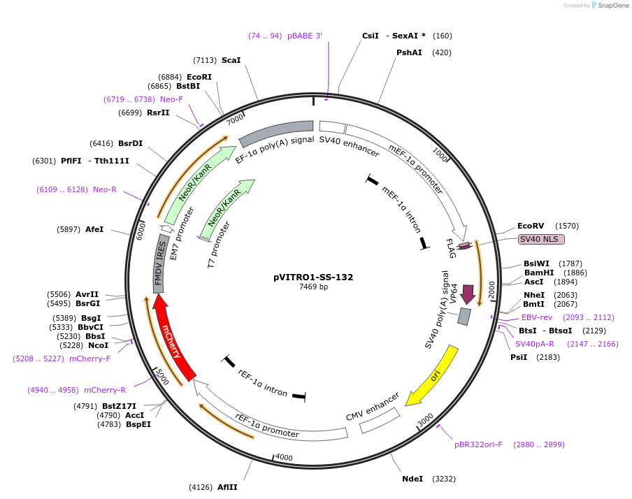68729-plasmid-map-sequence-id-124806
