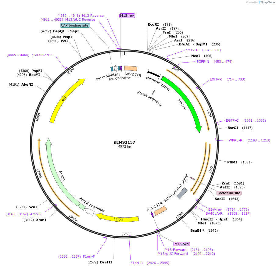 70118-plasmid-map-sequence-id-124927