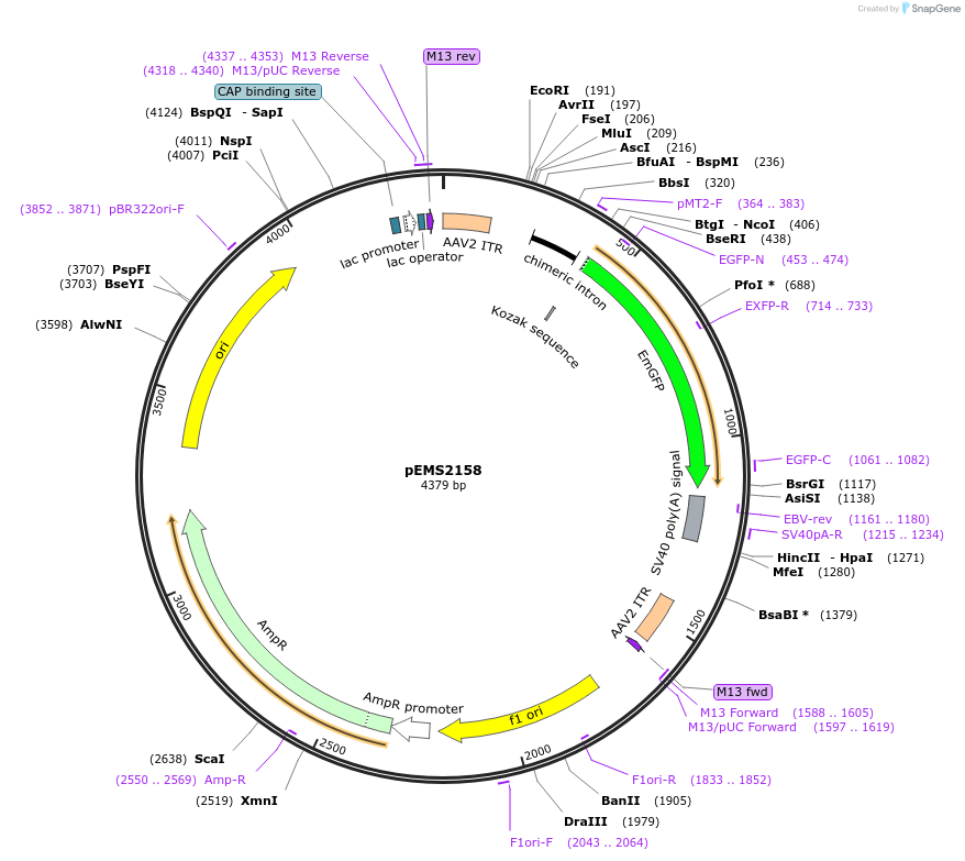 70119-plasmid-map-sequence-id-124928
