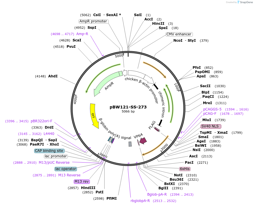 68763-plasmid-map-sequence-id-124936