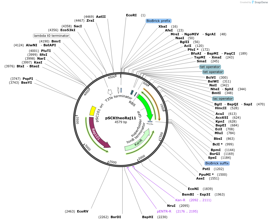 69939-plasmid-map-sequence-id-124985