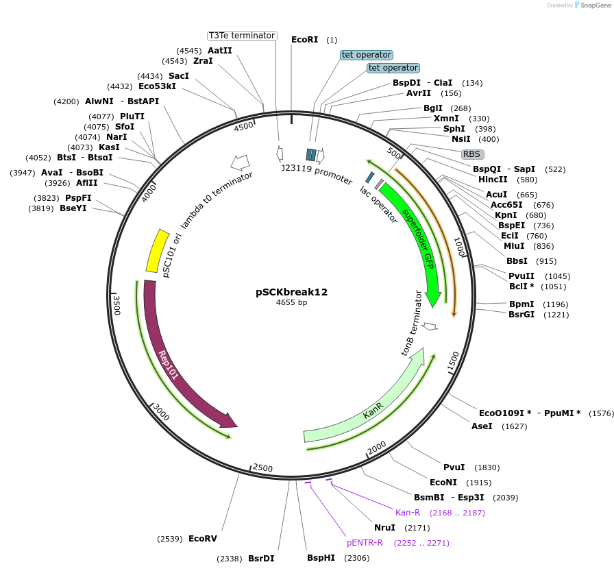 69938-plasmid-map-sequence-id-124987