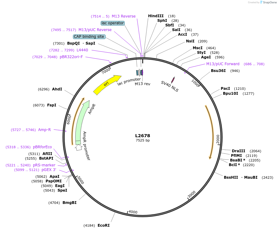 1515-plasmid-map-sequence-id-125