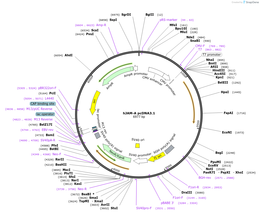 70073-plasmid-map-sequence-id-125042