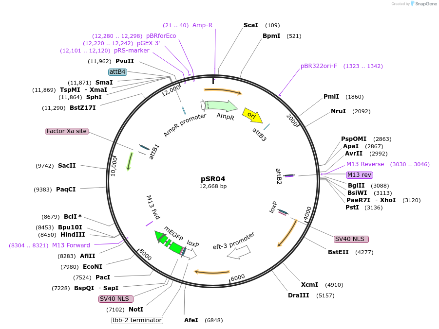 69151-plasmid-map-sequence-id-125046