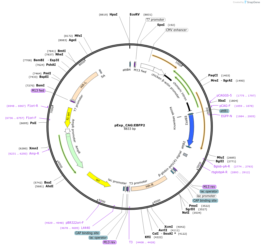 51790-plasmid-map-sequence-id-125064
