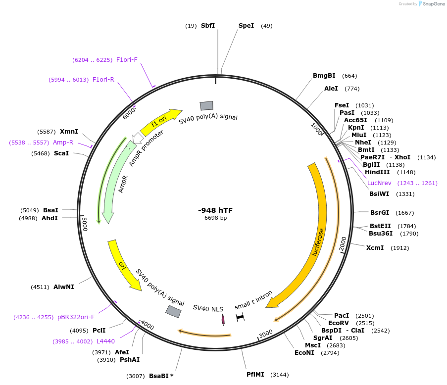 15441-plasmid-map-sequence-id-125131