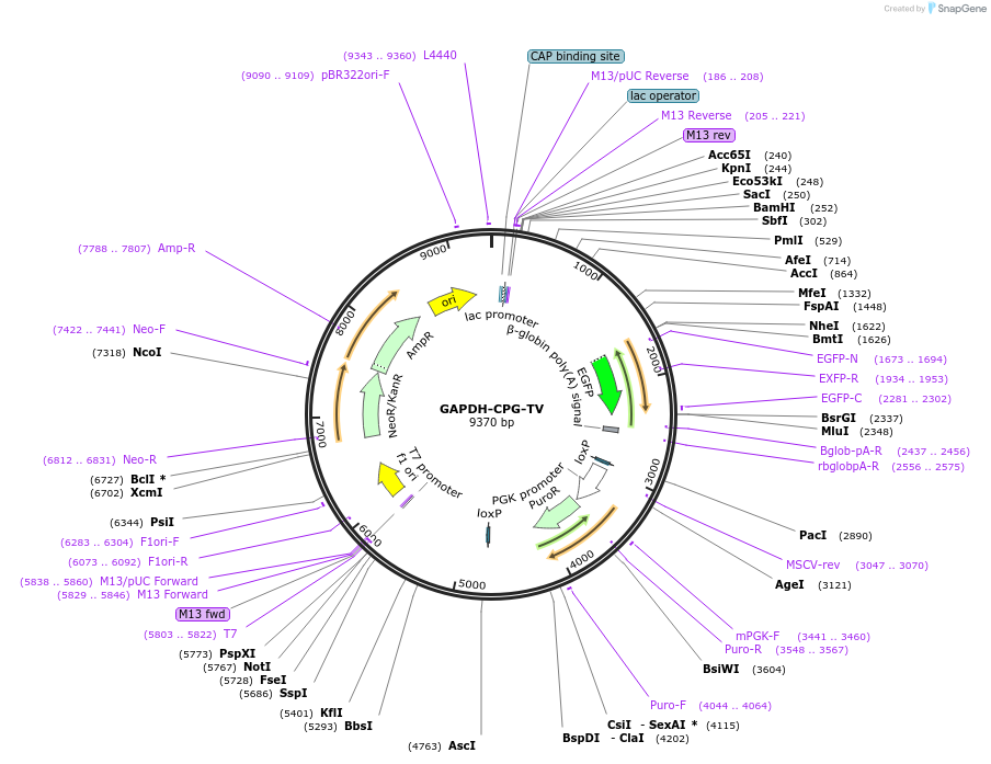 70148-plasmid-map-sequence-id-125143