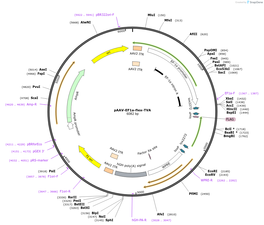 69618-plasmid-map-sequence-id-125175
