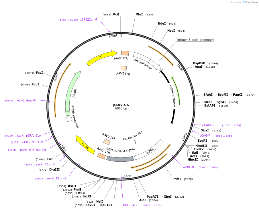 69616-plasmid-map-sequence-id-125178