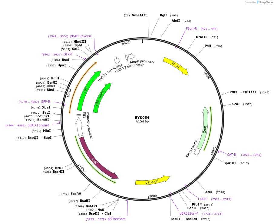 69512-plasmid-map-sequence-id-125303