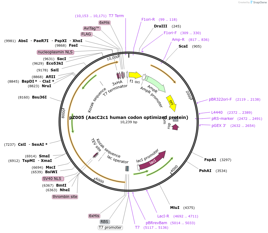 70171-plasmid-map-sequence-id-125330