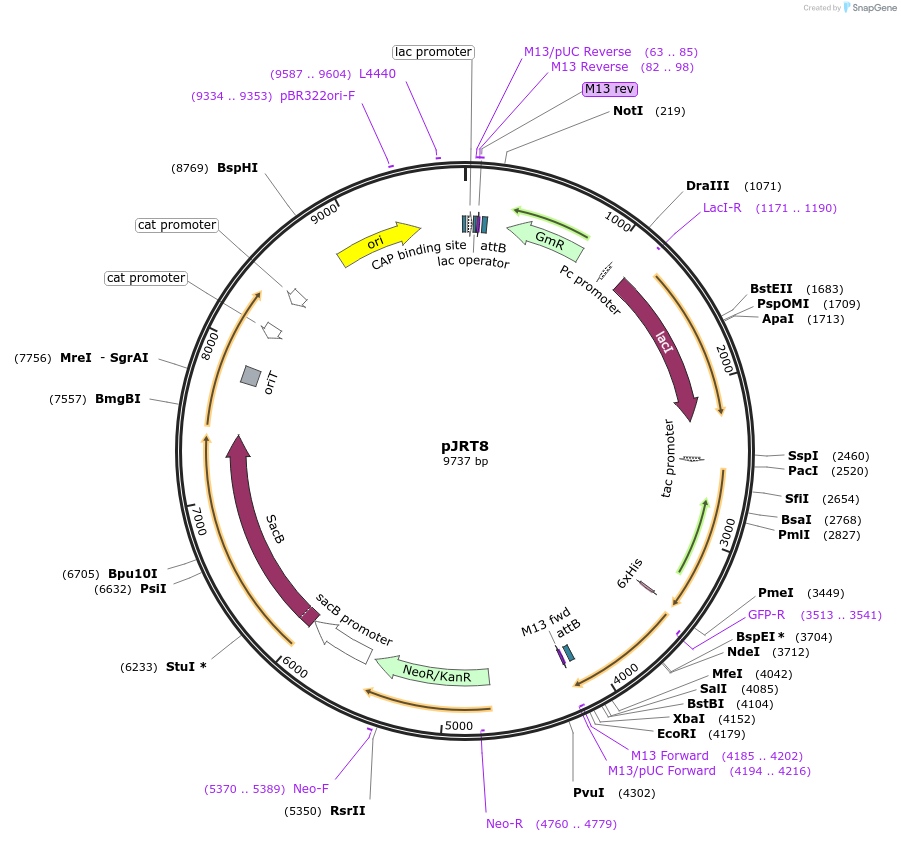 68385-plasmid-map-sequence-id-125372