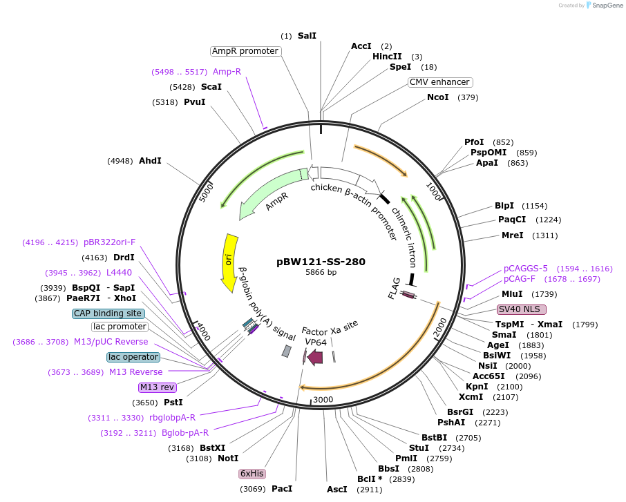 68768-plasmid-map-sequence-id-125385