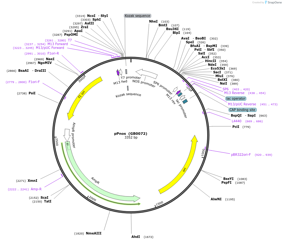68166-plasmid-map-sequence-id-125390