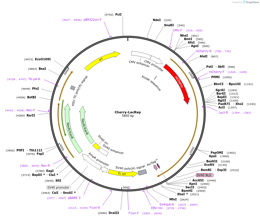 18985-plasmid-map-sequence-id-125392