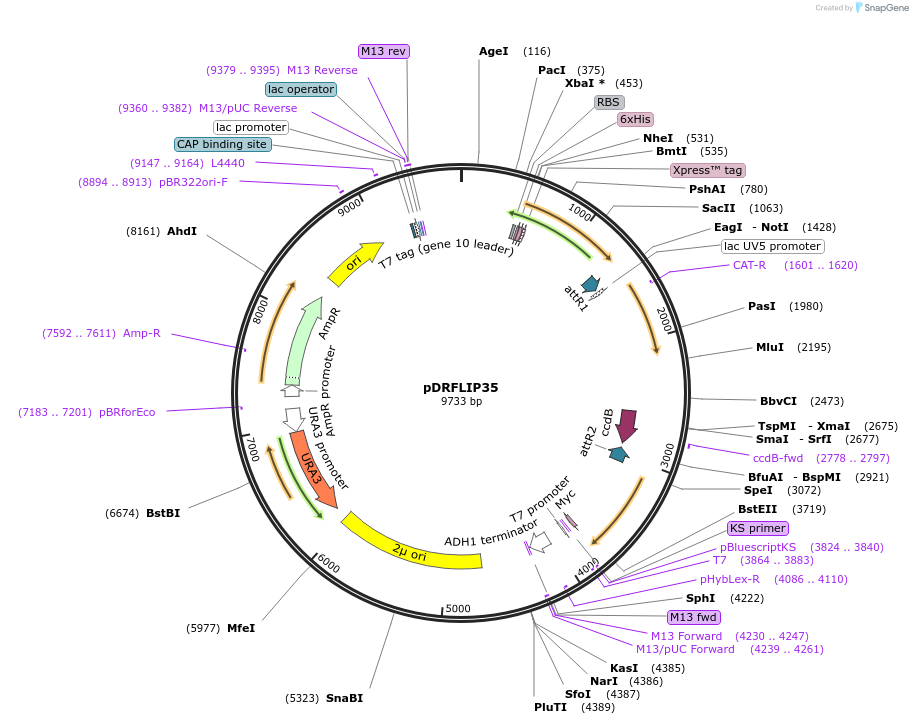 65513-plasmid-map-sequence-id-125398