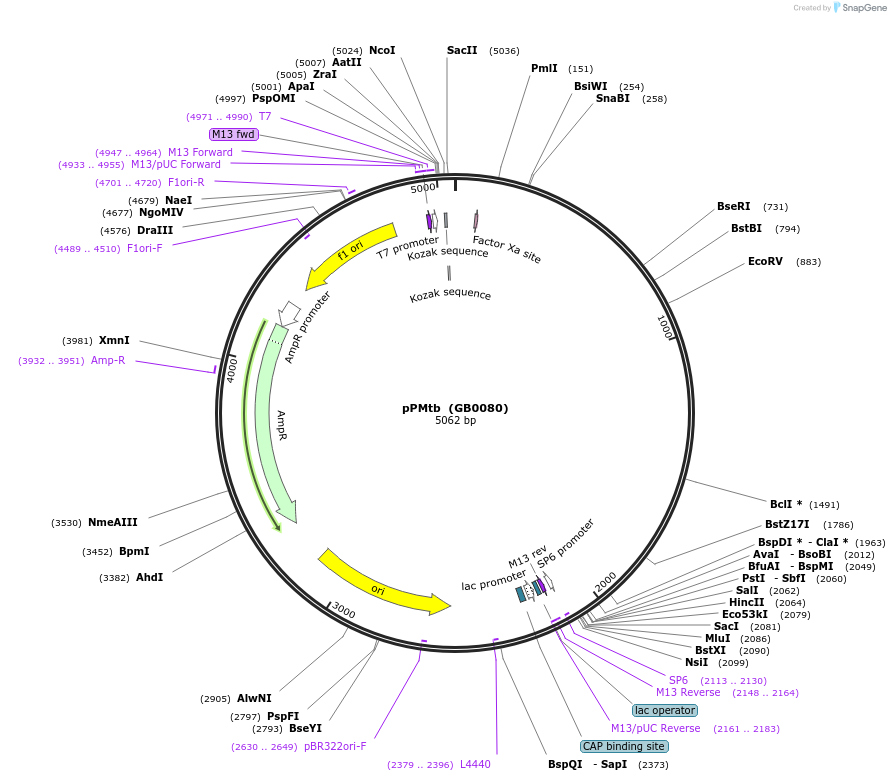 68167-plasmid-map-sequence-id-125399