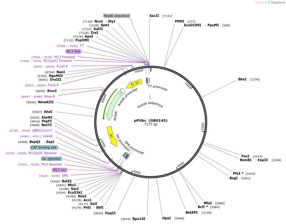68170-plasmid-map-sequence-id-125420