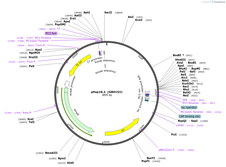 68171-plasmid-map-sequence-id-125424