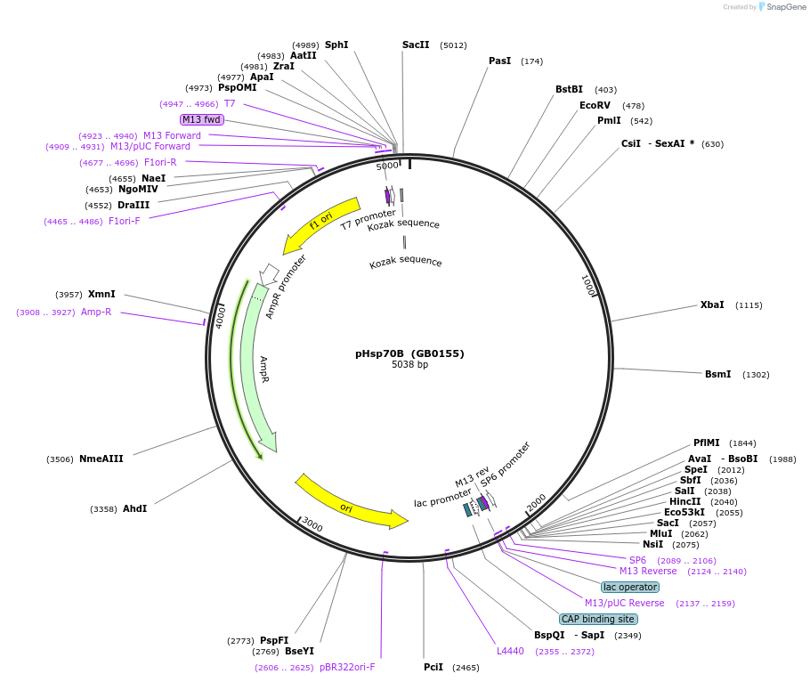 68172-plasmid-map-sequence-id-125428