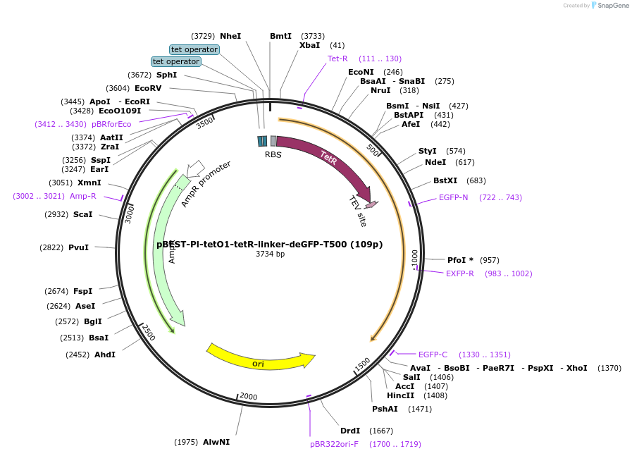 70195-plasmid-map-sequence-id-125453