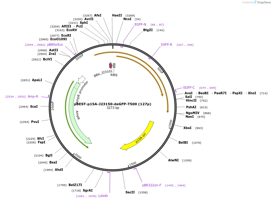 70203-plasmid-map-sequence-id-125463