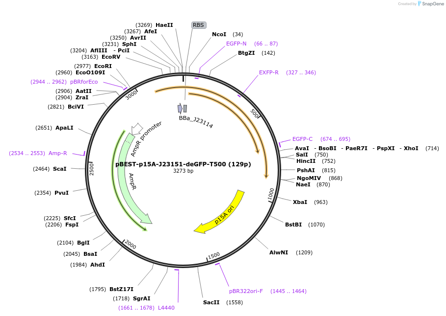70205-plasmid-map-sequence-id-125468